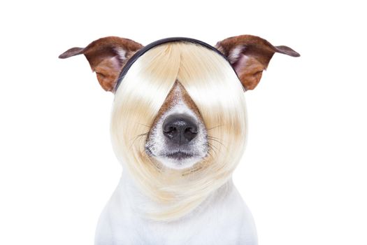 hairdresser dog ready to look beautiful at the wellness spa, isolated on white background