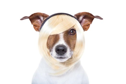 hairdresser dog ready to look beautiful at the wellness spa, isolated on white background