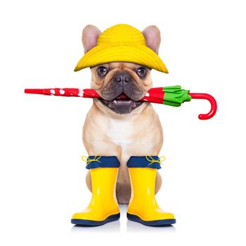 fawn french bulldog sitting and waiting to go for a walk with owner , prepared for rain and dirt,wearing rain boots , holding umbrella with mouth,  isolated on white background