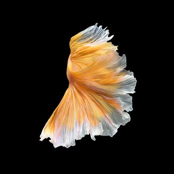 Close up art movement of Betta fish,Siamese fighting fish isolated on black background.Fine art design concept.