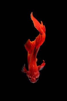 Close up art movement of Betta fish,Siamese fighting fish isolated on black background.Fine art design concept.