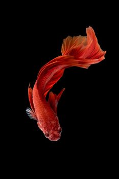 Close up art movement of Betta fish,Siamese fighting fish isolated on black background.Fine art design concept.