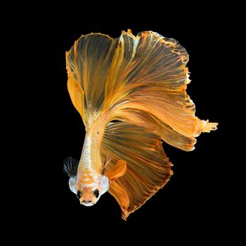 Close up art movement of Betta fish,Siamese fighting fish isolated on black background.Fine art design concept.