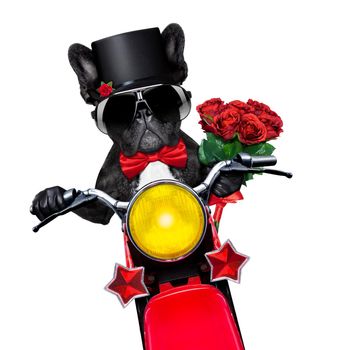 valentines french bulldog dog , riding a motorbike , holding a bunch of red roses, isolated on white background