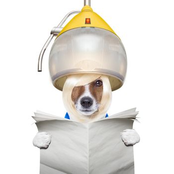 jack russell dog at the groomer or hairdresser, under the drying hood,reading a blank newspaper, isolated on white background