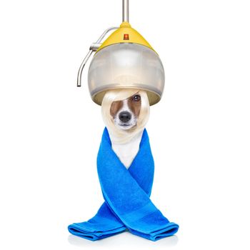 jack russell terrier dog  with hair under the drying hood at the hairdresser ,isolated on white background