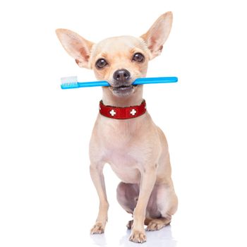 chihuahua dog holding a toothbrush with mouth , isolated on white background