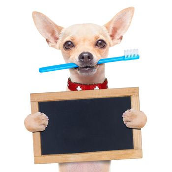 chihuahua dog holding a toothbrush with mouth holding a blank banner or placard, isolated on white background