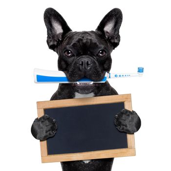 french bulldog dog holding electric toothbrush with mouth , holding a blank blackboard,isolated on white background