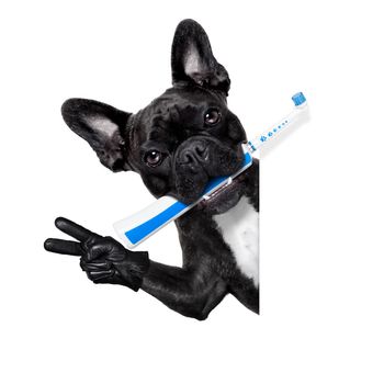 french bulldog dog holding electric toothbrush with mouth , beside white blank banner or placard, isolated on white background