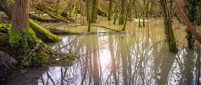 bog forest, water flooded trees, fallen old trees with green moss, early spring. UK, England