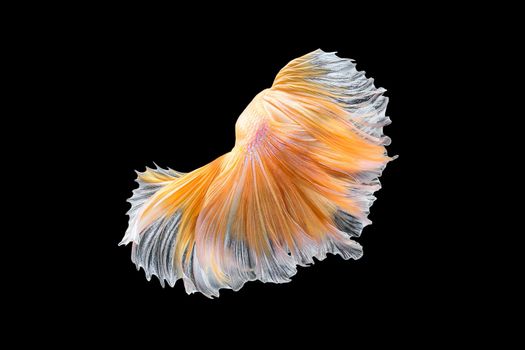 Close up art movement of Betta fish,Siamese fighting fish isolated on black background.Fine art design concept.