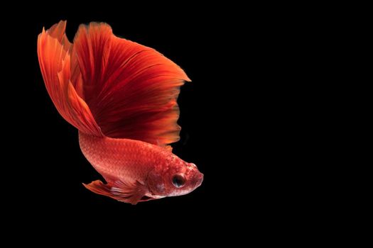 Close up art movement of Betta fish,Siamese fighting fish isolated on black background with copy space.Fine art design concept.