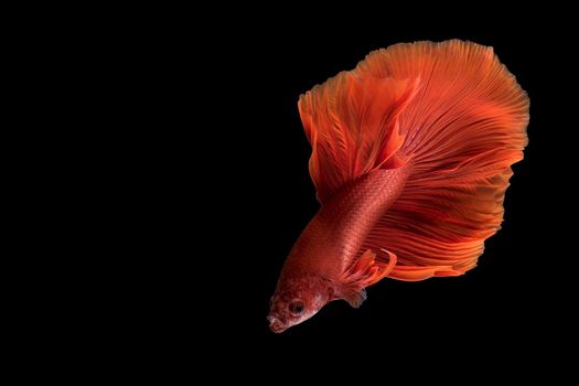 Close up art movement of Betta fish,Siamese fighting fish isolated on black background with copy space.Fine art design concept.