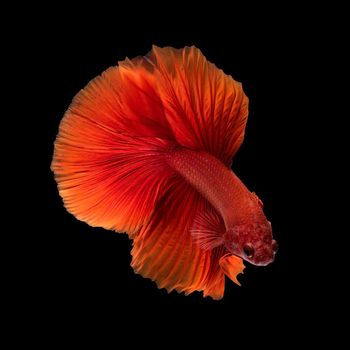 Close up art movement of Betta fish,Siamese fighting fish isolated on black background.Fine art design concept.