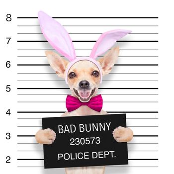 very bad chihuahua dog, at the police station ,holding banner or placard as a mugshot
