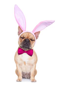 french bulldog dog  with bunny easter ears and a pink tie , isolated on white background
