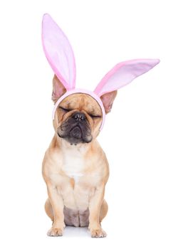 french bulldog dog  with bunny easter ears, isolated on white background