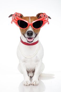 gay dog with funny shades