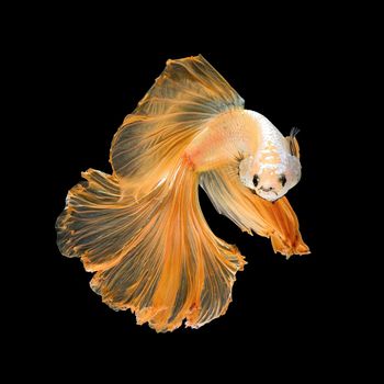 Close up art movement of Betta fish,Siamese fighting fish isolated on black background.Fine art design concept.