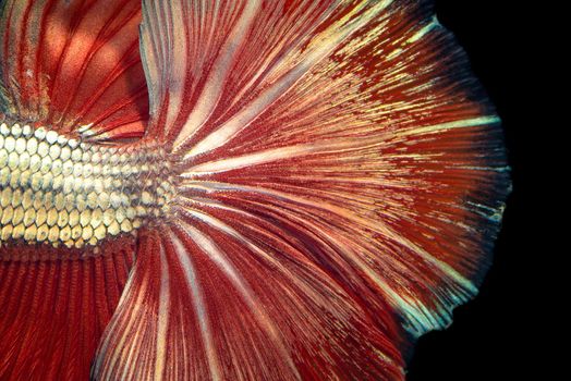 Close up art movement of Betta fish,Siamese fighting fish isolated on black background.Fine art design concept.