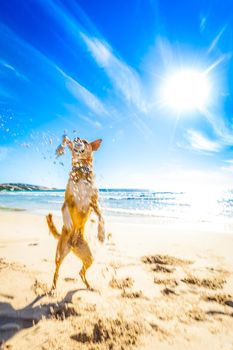 terrier dog having fun,running , jumping and playing at the beach on summer holidays