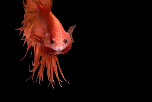 Close up art movement of Betta fish,Siamese fighting fish isolated on black background.Fine art design concept.