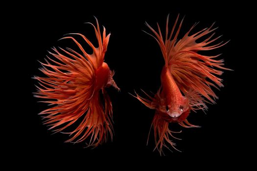 Abstract art movement of colourful Betta fish,Siamese fighting fish isolated on black background.Fine art design concept.