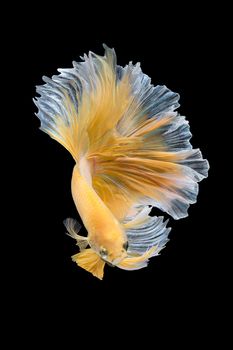 Close up art movement of Betta fish,Siamese fighting fish isolated on black background.Fine art design concept.