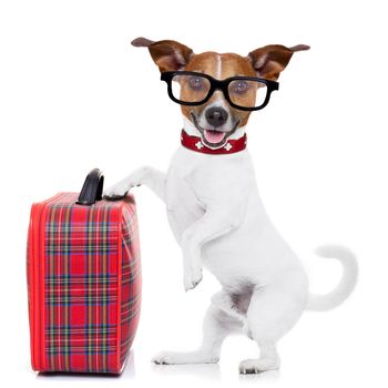 jack russell dog ready to leave for summer vacation or holidays with fancy red luggage or suitcase, isolated on white background