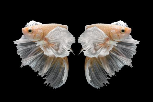 Abstract close up art movement of Betta fish,Siamese fighting fish isolated on black background.Fine art design concept.