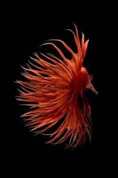 Abstract art movement of colourful Betta fish,Siamese fighting fish isolated on black background.Fine art design concept.