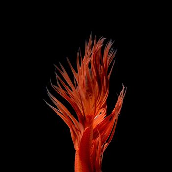 Abstract art movement of colourful Betta fish,Siamese fighting fish isolated on black background.Fine art design concept.