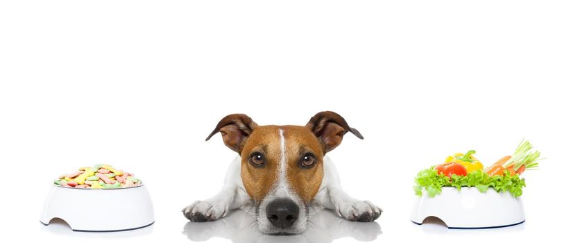 jack russell dog  has the choice between right healthy  and wrong unhealthy  food, isolated on white background