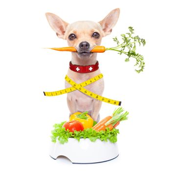healthy hungry chihuahua dog with measuring tape and a healthy vegan food bowl , carrot in mouth, isolated on white background