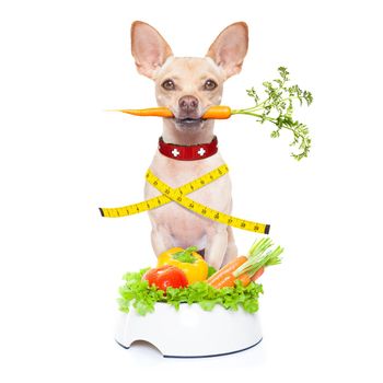 healthy hungry chihuahua dog with bowl and scale , isolated on white background