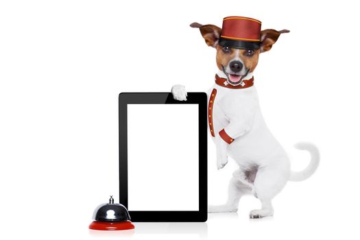 jack russell bellboy dog holding a blank and empty tablet pc computer screen at hotel, where pets are welcome and allowed,isolated on white background