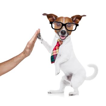 jack russell dog high five with paws with hand of owner , happy and celebrating their success as a partner and   business team  , isolated on white background