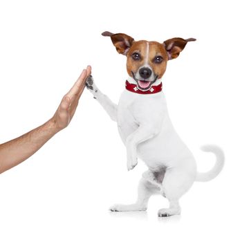 jack russell dog high five with paws with hand of owner , happy and celebrating their success as a team and a perfect couple , isolated on white background
