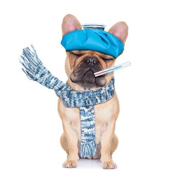 french bulldog dog  with  headache and hangover with ice bag or ice pack on head,thermometer in mouth with high fever, eyes closed suffering , isolated on white background