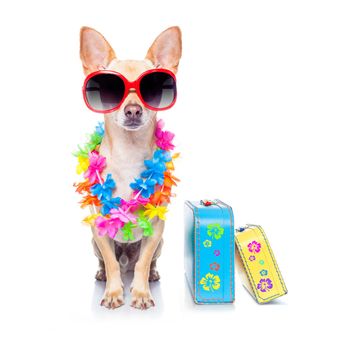 chihuahua dog with bags and luggage or baggage, ready for summer vacation holidays at the beach, isolated on white background