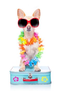 chihuahua dog with bags and luggage or baggage, ready for summer vacation holidays at the beach, isolated on white background