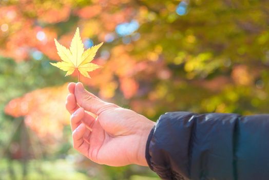 Asian tourist holding autumn yellow maple leaf on hand with blurred maple tree in background at Kyoto,Japan.