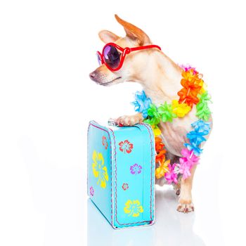chihuahua dog with bags and luggage or baggage, ready for summer vacation holidays , looking to the side , empty space, isolated on white background
