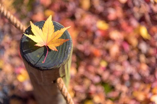 Japanese maple leaf on wood pattern backgroud in autumn season at Kyoto,Japan