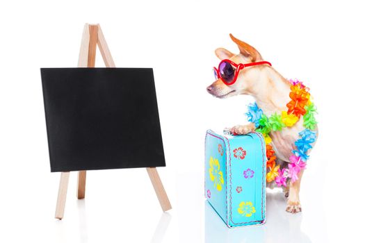 chihuahua dog with bags and luggage or baggage, ready for summer vacation holidays beside a blank and empty blackboard, isolated on white background,