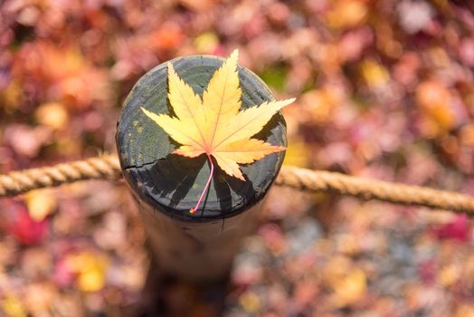 Japanese maple leaf on wood pattern backgroud in autumn season at Kyoto,Japan