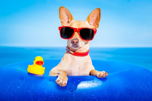 chihuahua dog  on a mattress in the ocean water at the beach, enjoying summer vacation holidays, wearing red sunglasses  with yellow     plastic rubber duck