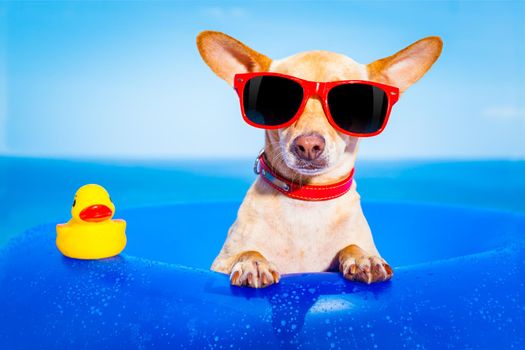 chihuahua dog  on a mattress in the ocean water at the beach, enjoying summer vacation holidays, wearing red sunglasses  with yellow     plastic rubber duck