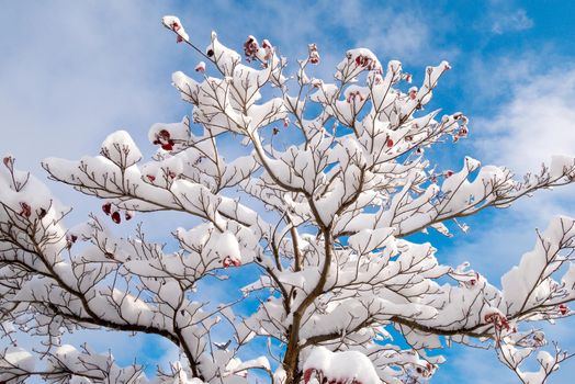 Fresh white snow fall at public park in winter season at Tokyo,Japan